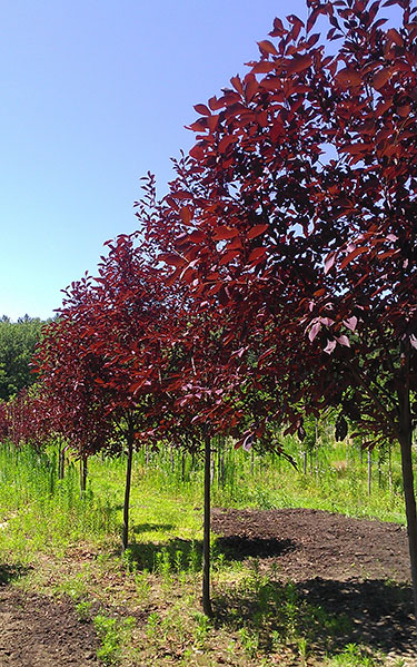 Prunus virginiana Canada Red