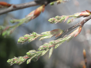 Amelachier Buds