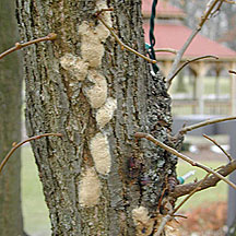 Eggs Sacs, Target For Removal