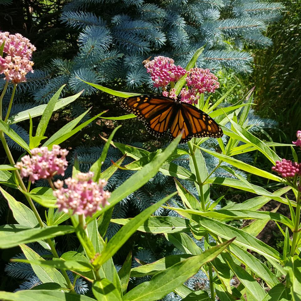 Threatened Monarch Butterfly on Milkweed